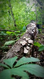 Close-up of tree trunk in forest