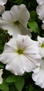 Close-up of white flower blooming outdoors