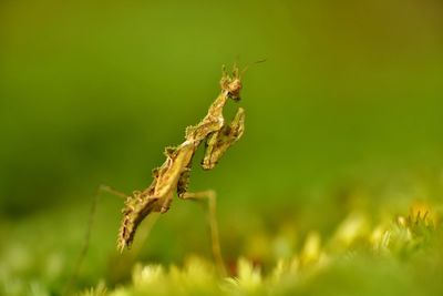 Close-up of insect on plant