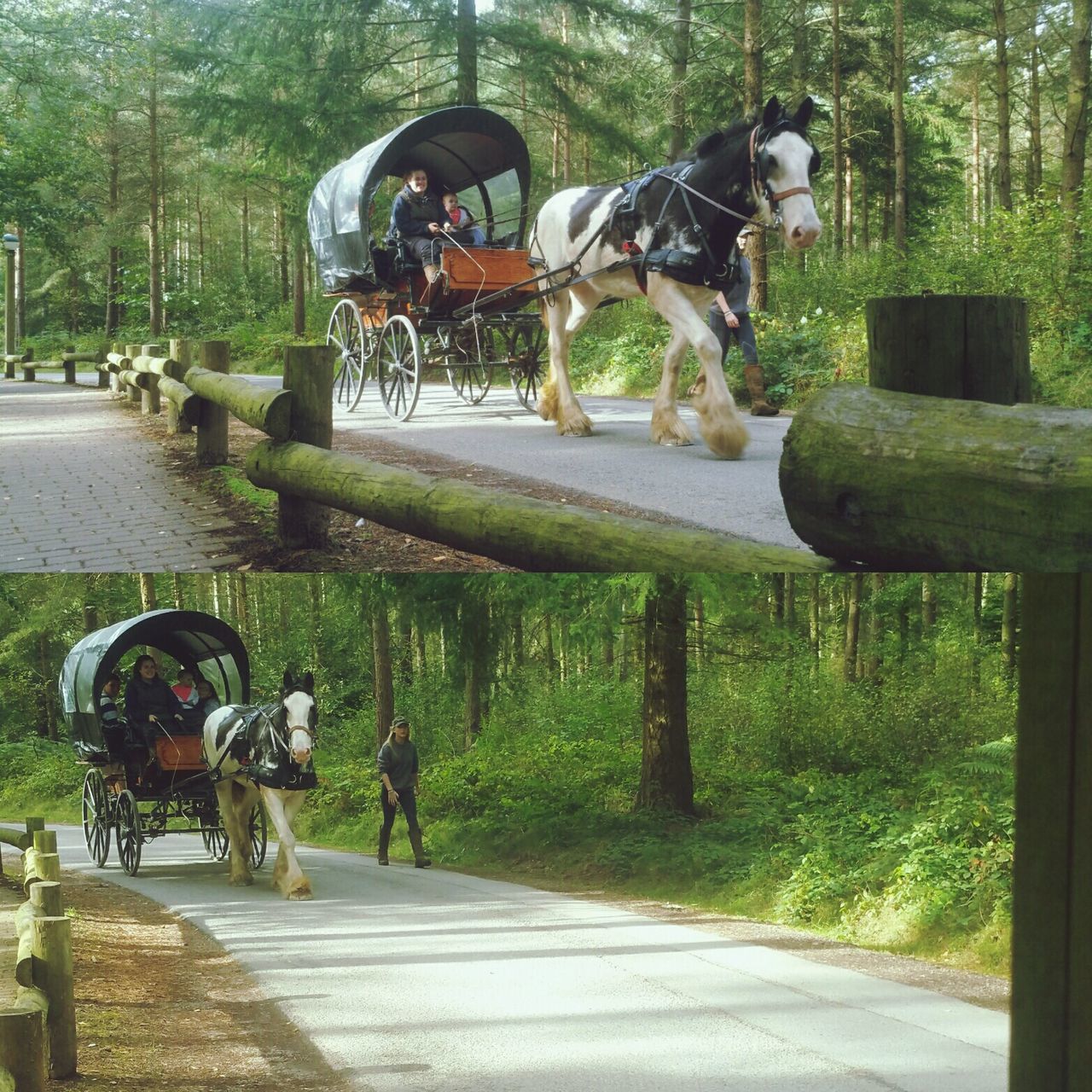 HORSE WALKING ON STREET