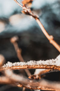 Close-up of snow on twig