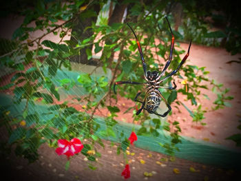 Close-up of spider on plant