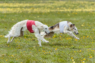 Borzoi dogs in red and white shirts running and chasing lure in the field on coursing competition