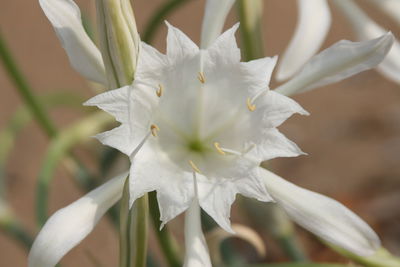 Close-up of white flowering plant