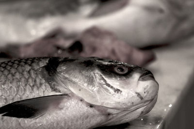 Close-up of fish