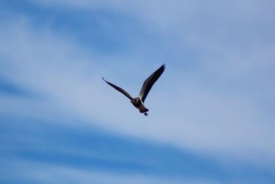 Low angle view of bird flying against sky