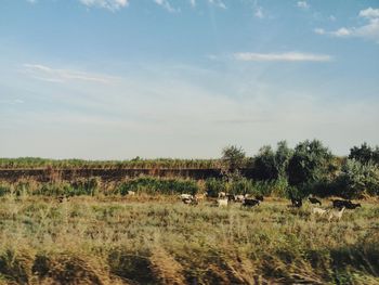 Goats grazing on field