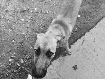 High angle portrait of dog on field