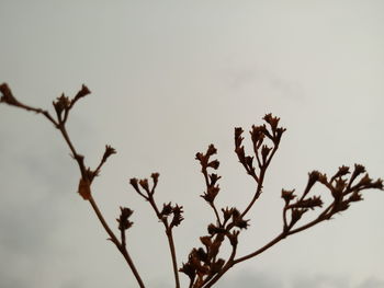 Close-up of plant against clear sky