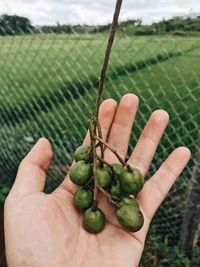 Close-up of hand holding leaf