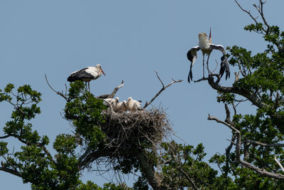 Low angle view of birds perching on tree against sky