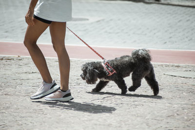 Person walking a dog down the city street of 