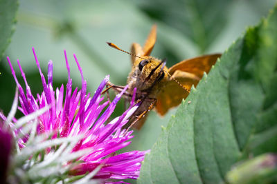 View of butterfly on the flower