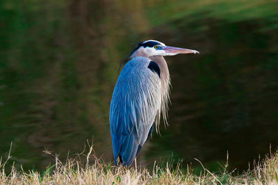 Close-up of a bird perching on a field