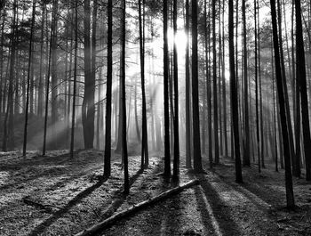 Trees in forest