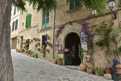 Potted plants on alley amidst buildings