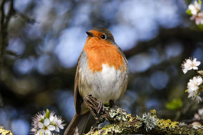 Close-up of a bird perching on branch