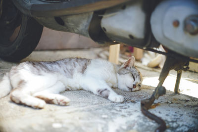 Close-up of cat sitting on street