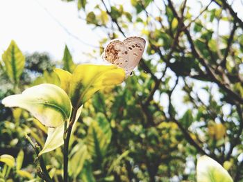 Close-up of yellow flowering plant against tree