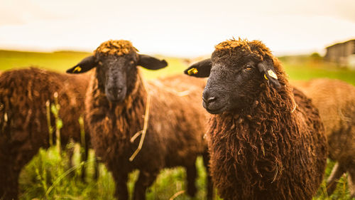 Portrait of sheeps standing on grassy land against sky