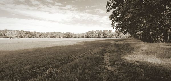 Scenic view of field against sky