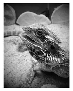 Close-up of bearded dragon on rock