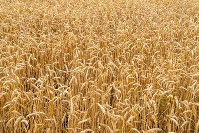 Ripening ears of meadow wheat field. beards of golden barley close up. beautiful field landscape.