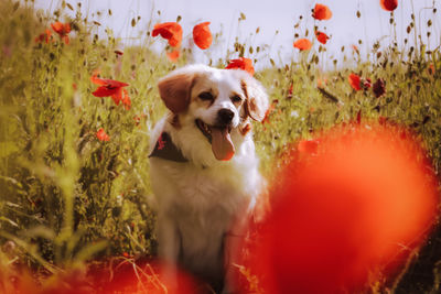 View of dog on field