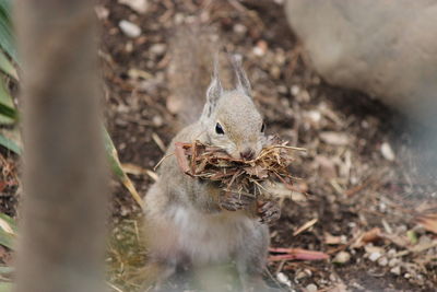 Close-up of squirrel eating grass while sitting on field