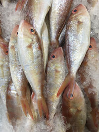 High angle view of fish in market