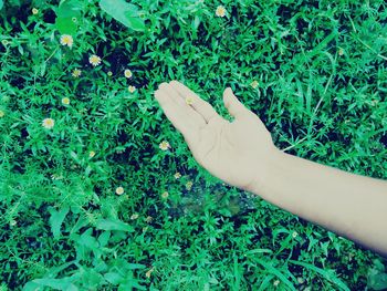 High angle view of grassy field