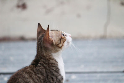 Close-up of a cat looking away