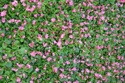 Full frame shot of pink flowering plants