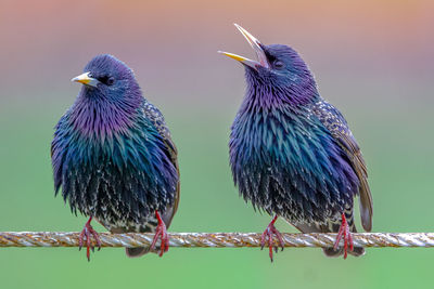 Close-up of birds perching on cable