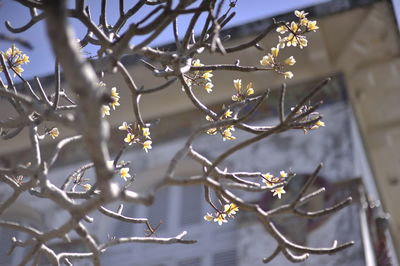 Low angle view of white flowering tree