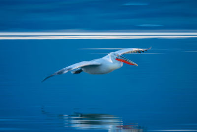 Bird flying over sea