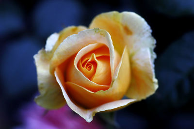 Close-up of rose blooming outdoors