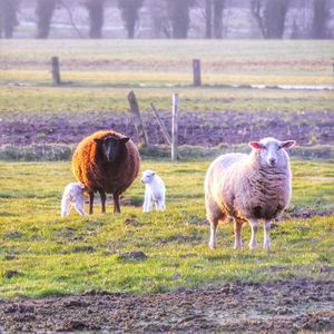 Grass grazing on grassy field