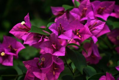 Close-up of purple flowering plant