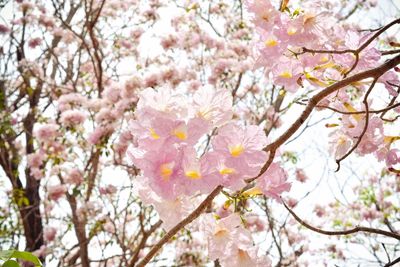 Close-up of pink flowers on tree