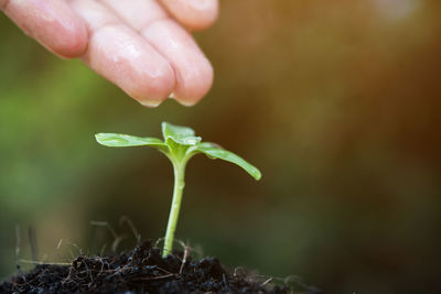 Close-up of person watering seedling