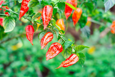 Close-up of red flowering plant