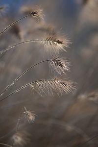 Ornamental grass enlightened by the sun