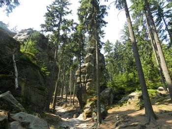 Trees in forest