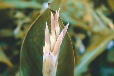 Close up shot of flower bud