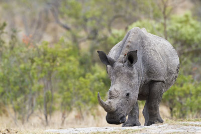 White rhinoceros standing on field