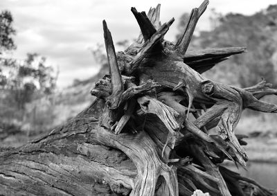 Close-up of dead tree