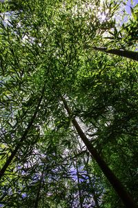 Low angle view of trees