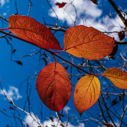 Low angle view of maple leaves on branch