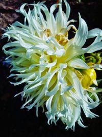 Close-up of white flower